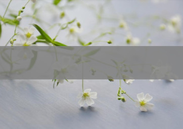 香烟批发每日行情查询